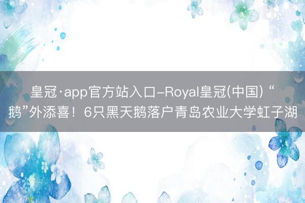 皇冠·app官方站入口-Royal皇冠(中国) “鹅”外添喜！6只黑天鹅落户青岛农业大学虹子湖