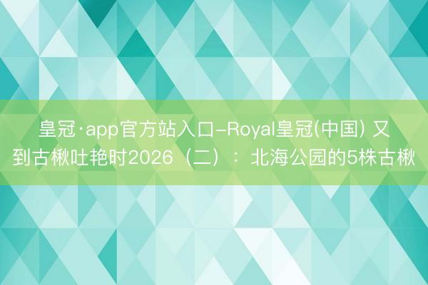 皇冠·app官方站入口-Royal皇冠(中国) 又到古楸吐艳时2026（二）：北海公园的5株古楸