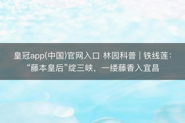皇冠app(中国)官网入口 林园科普 | 铁线莲：“藤本皇后”绽三峡，一缕藤香入宜昌